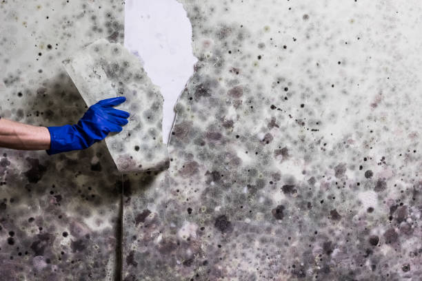 Best Black Mold Remediation in Soh Jordan, UT
