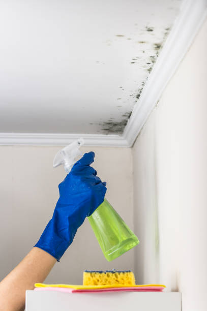 Best Post-Flood Mold Remediation in Soh Jordan, UT
