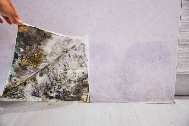 South Jordan, UT Mold Remediation Company